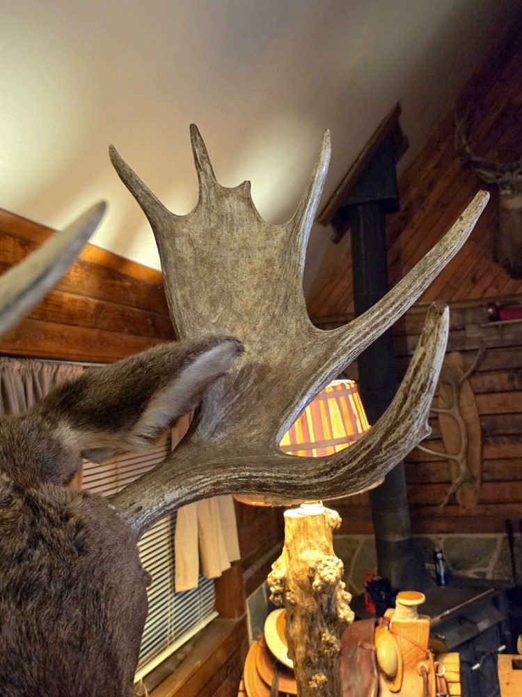 Large Utah Shoulder Mount Bull Moose Head