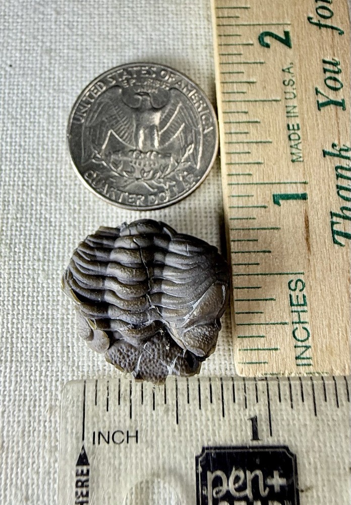 Phacops Trilobite ~Silica Formation~ Ohio ~ Devonian Period