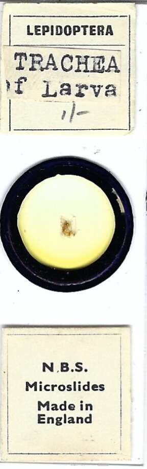 Butterfly Larval Trachea Microscope Slide by N.B.S.