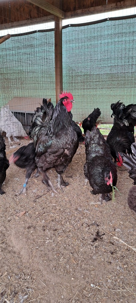 12 Black Croad Langshan Hatching Eggs