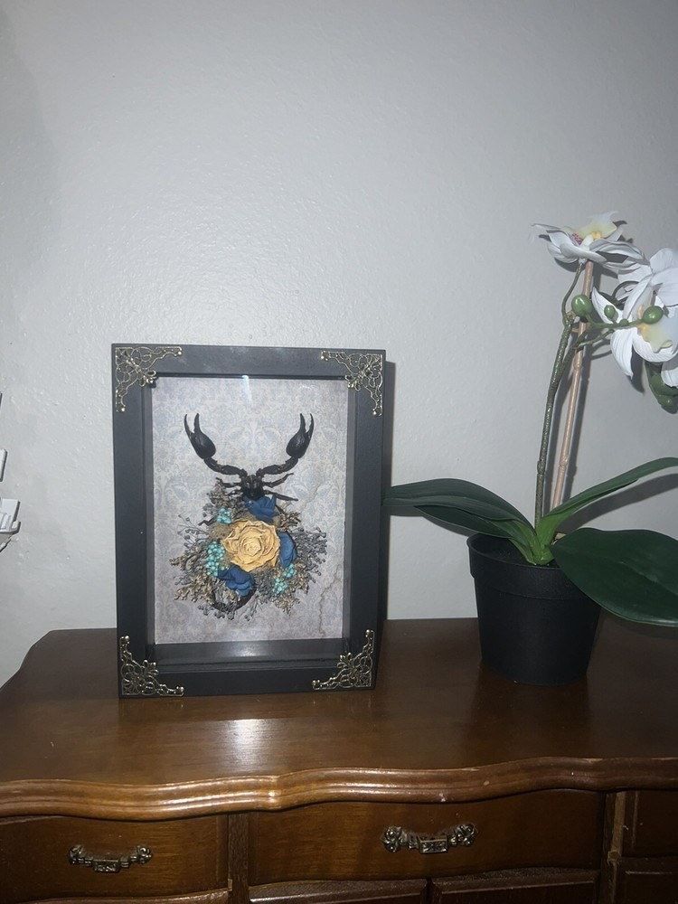 Scorpion shadow box / Oddities
