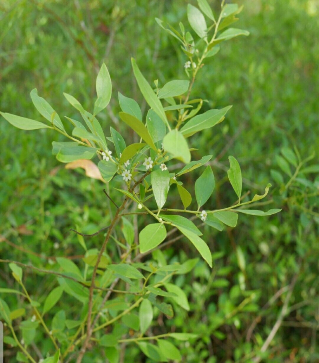 5 lbs. of 100% Raw, Unfiltered & Unheated Georgia Honey, New 2023 Crop