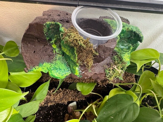 Medium Sub-tropical Magnetic Ledge With 5 Feeder Cups
