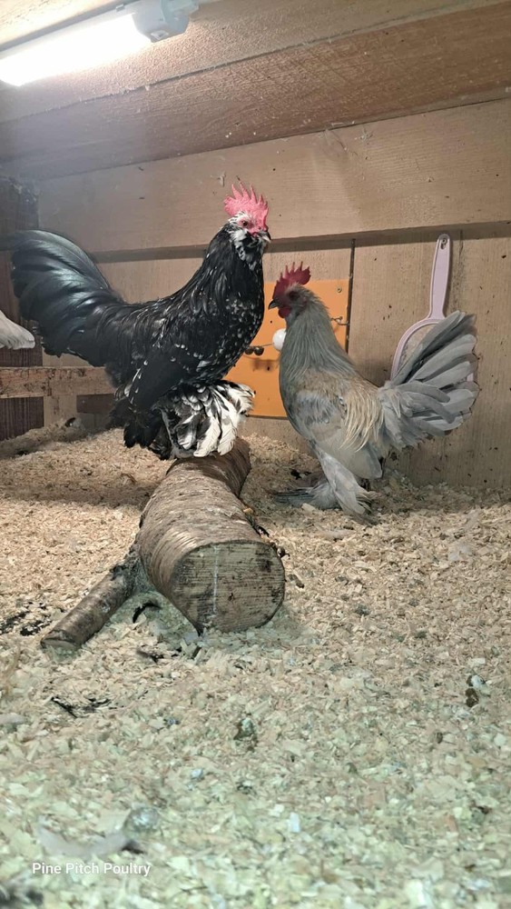 12 D'uccle Hatching Eggs Npip