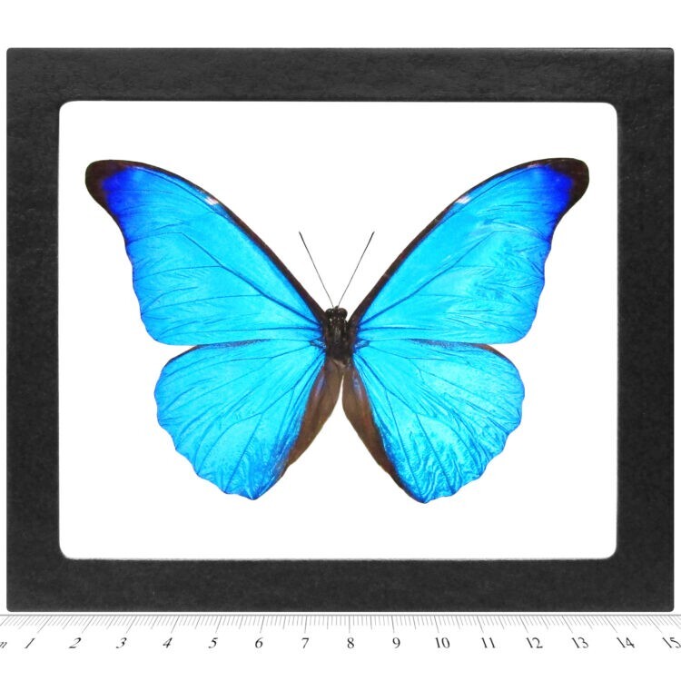 Morpho cacica blue butterfly Peru FRAMED