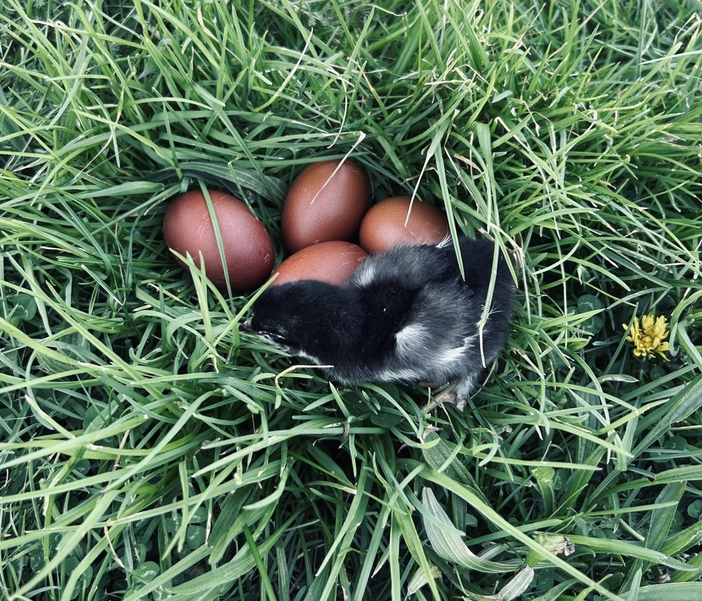 Chocolate Maran eggs 1 Dozen