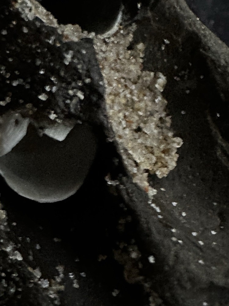 Hag Stone Potted Beach Stone Rock With Shells Inside 5”x 3”