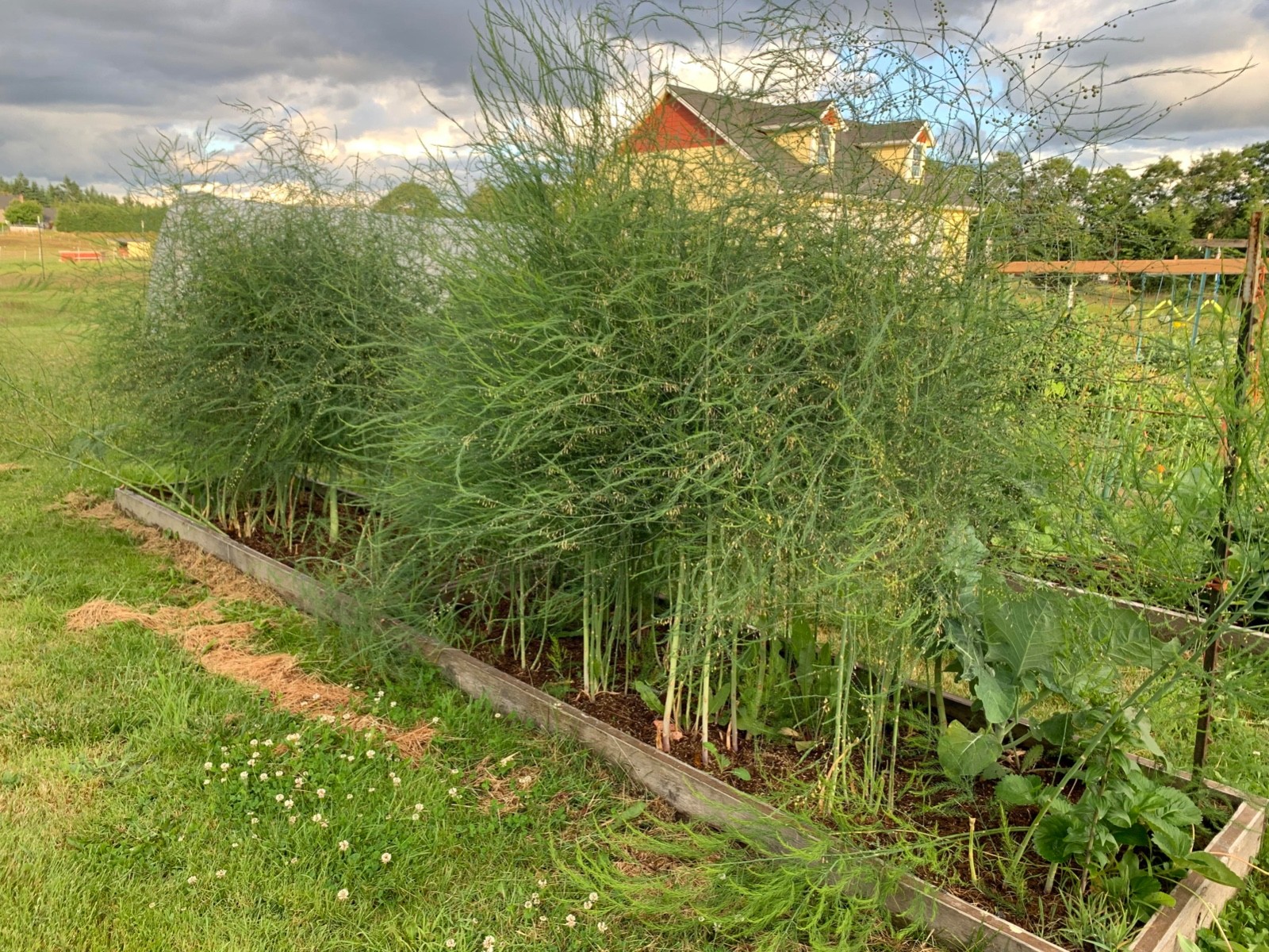 20 Jersey Giant Asparagus Roots - Asparagus officinalis - Bare Root