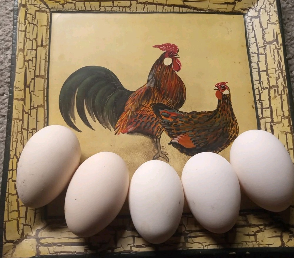 6+ Quality Fertile Chicken Hatching Eggs
