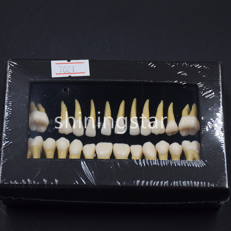 Full Upper Lower Tooth 1:1 Permanent Teeth Demonstration Teach Study Model 7008