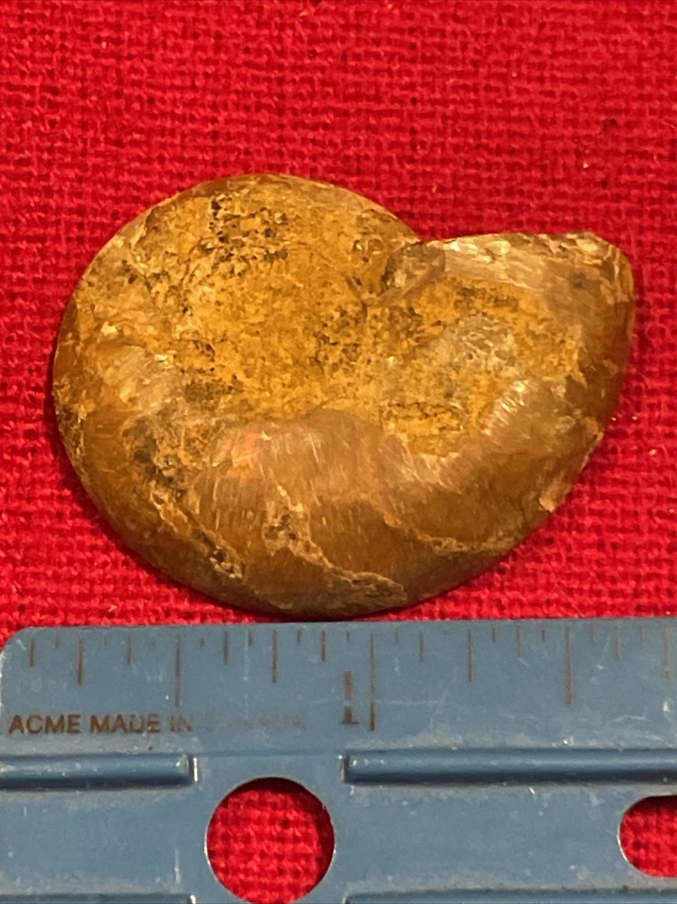 prehistoric Sea animals, Fossilized