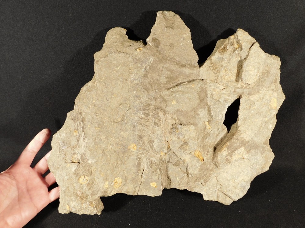 TWO BIG! Eudolatites Sp. Trilobite Fossils in HUGE SPLIT Matrix with STARFISH