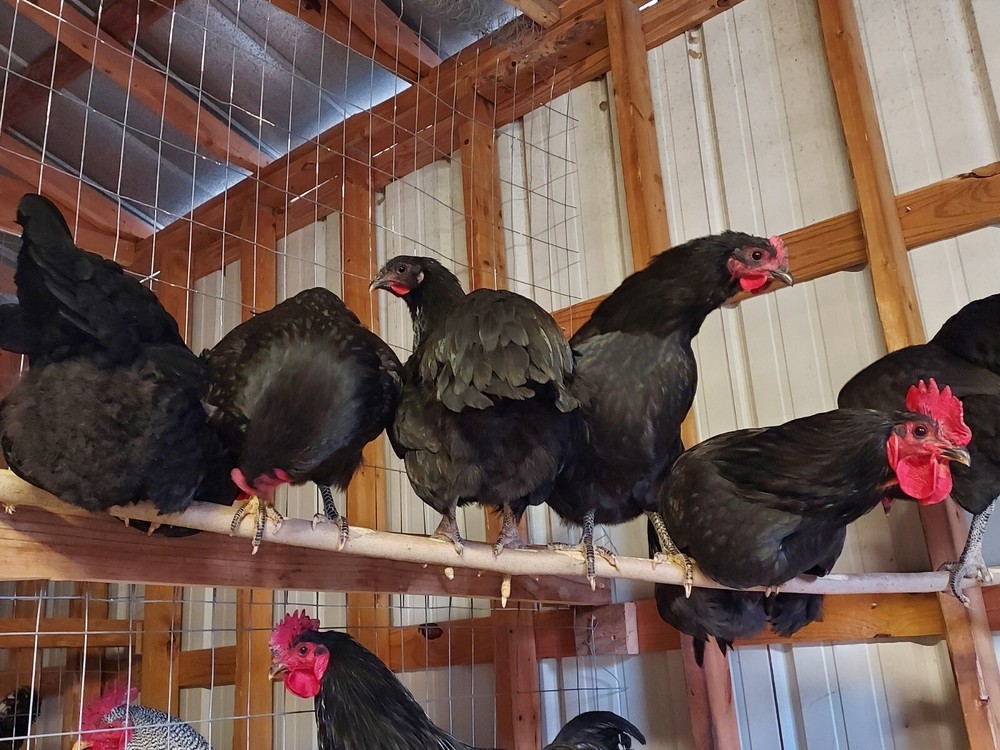 6 Assorted Purebred Chicken Fertile Hatching Eggs (Read Description)