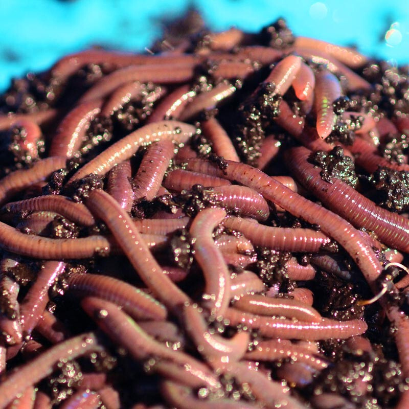 1 LB Live African Nightcrawlers - FREE SHIPPING