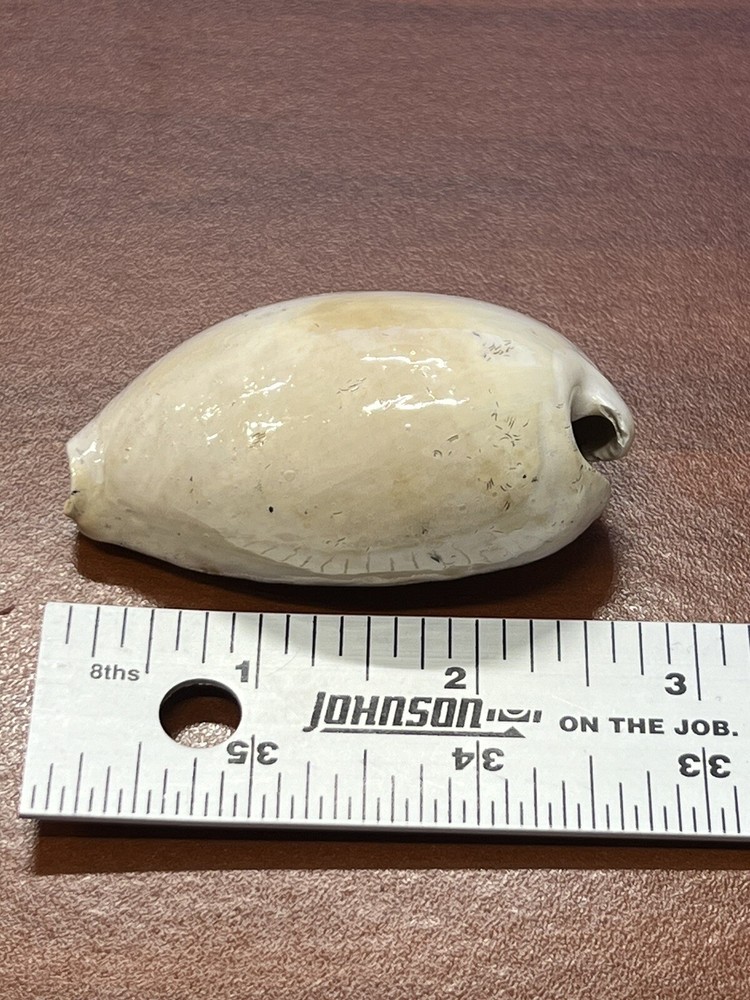 EXTINCT Fossilized COWRIE Shell From Central Florida, Pliocene Era.