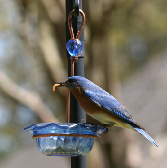 Bluebird Feeder Single