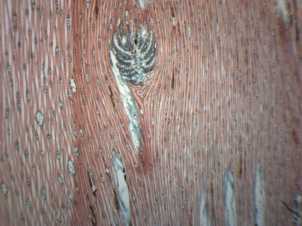 Pine Xylem & Tracheids - Prepared Microscope Slide - 75x25mm - Eisco Labs