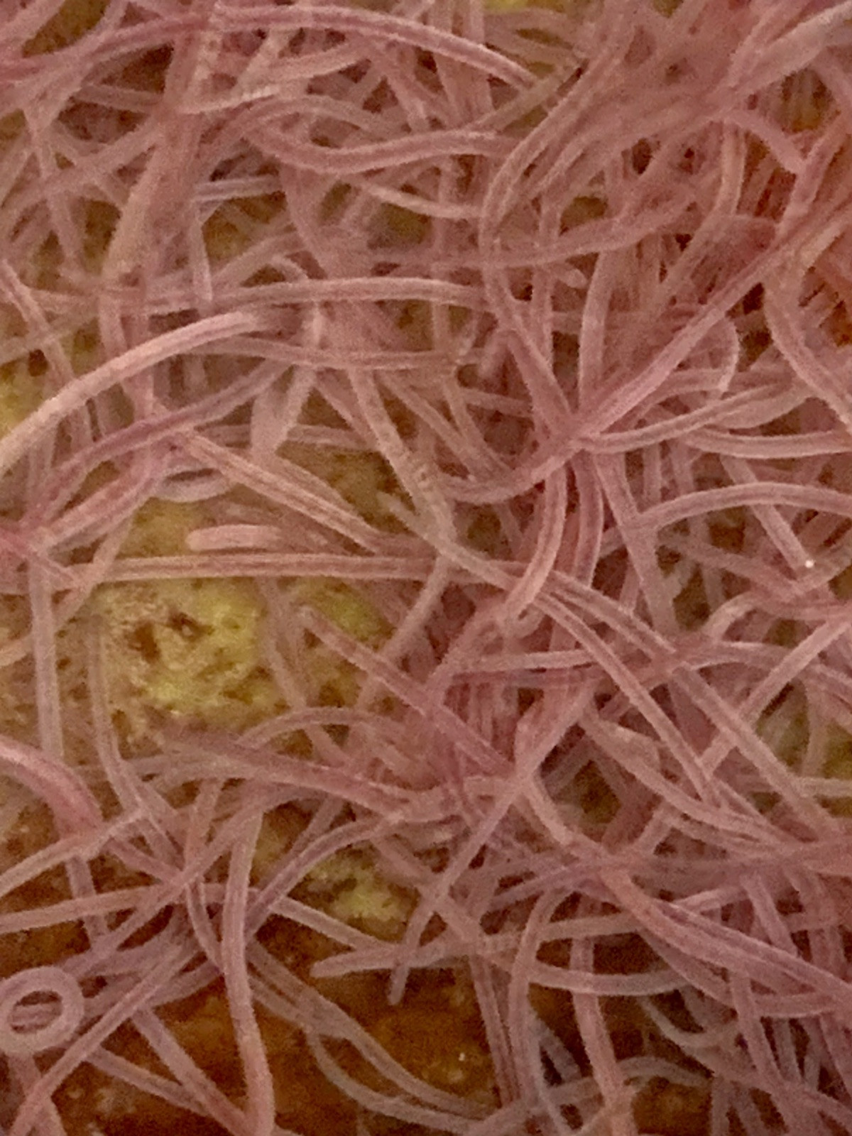 Blackworm +100 Healthy Variety - Live Arrival Guarantee