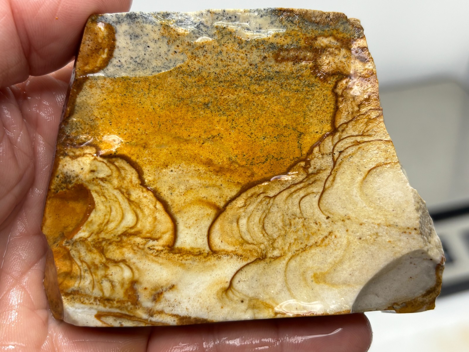 Disaster Peak Picture Jasper end slab Cabbing Lapidary Collecting Combo Ship Avl