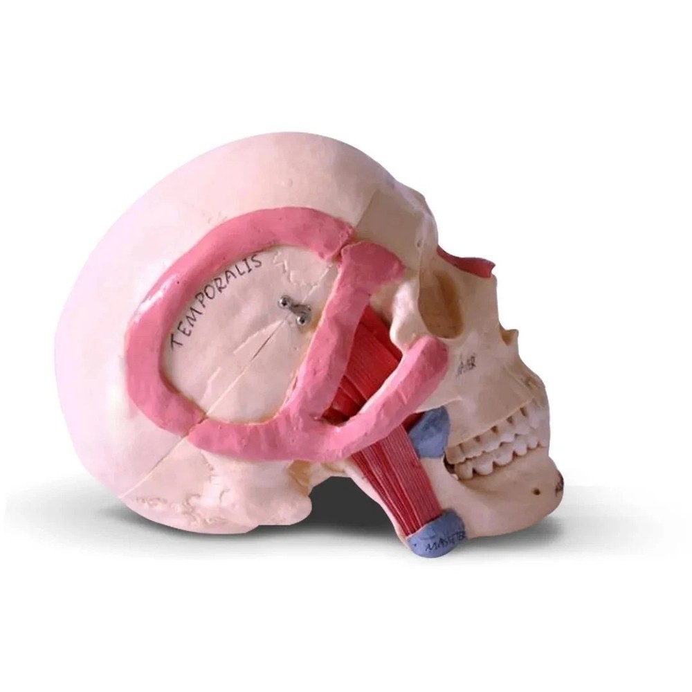 Skull Model with Muscle Attachments