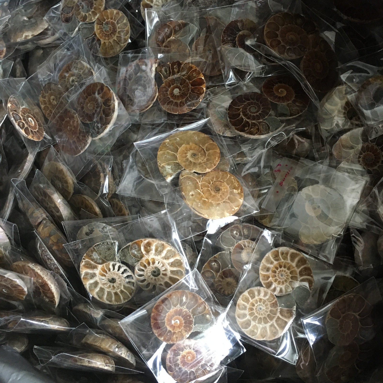 100 pair of Split Ammonite Specimen Shell Healing Madagascar 01