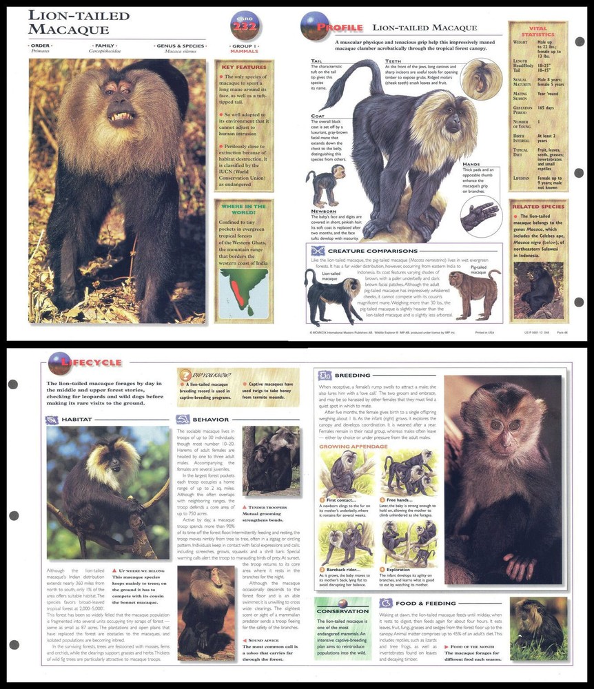 Fold-Out Sheet - Lion-Tailed Macaque - 232