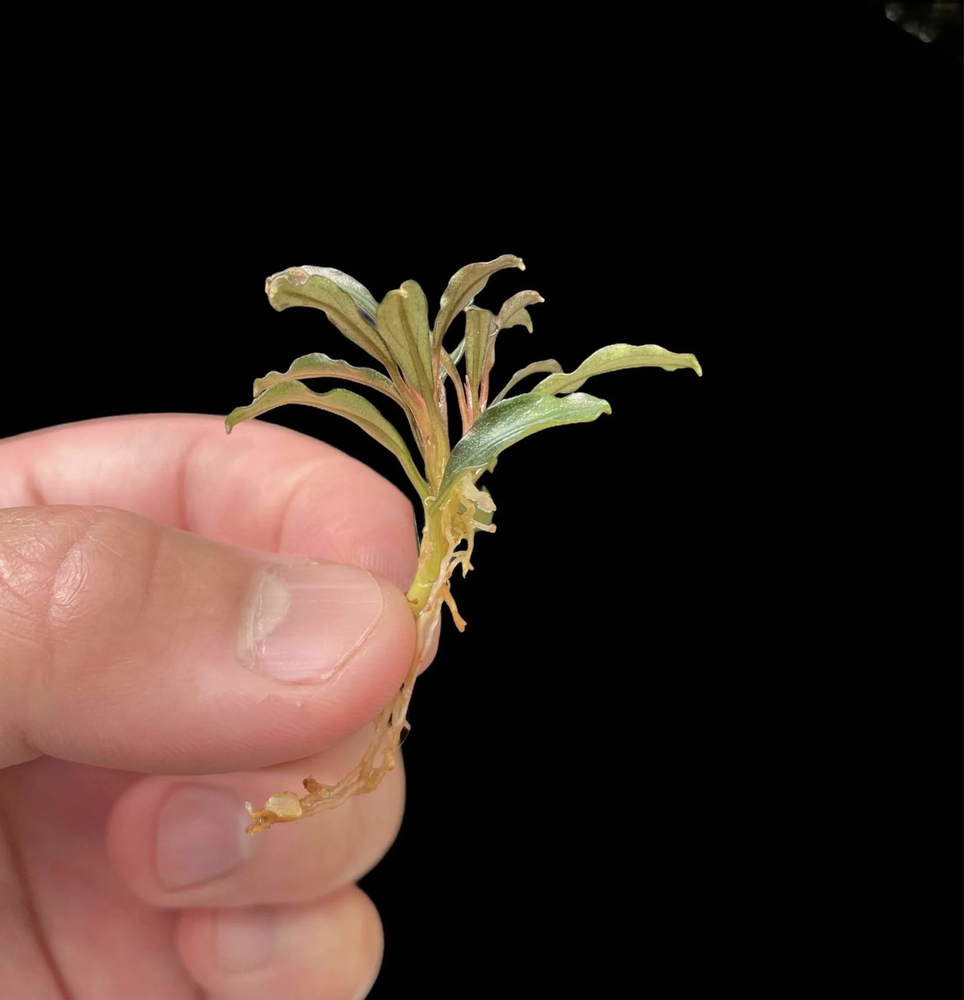 Bucephalandra Phantom Mini | Buce Aquarium Plants Factory®