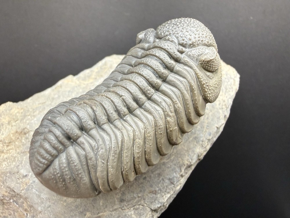 Moroccops Trilobite - Top Quality Specimen
