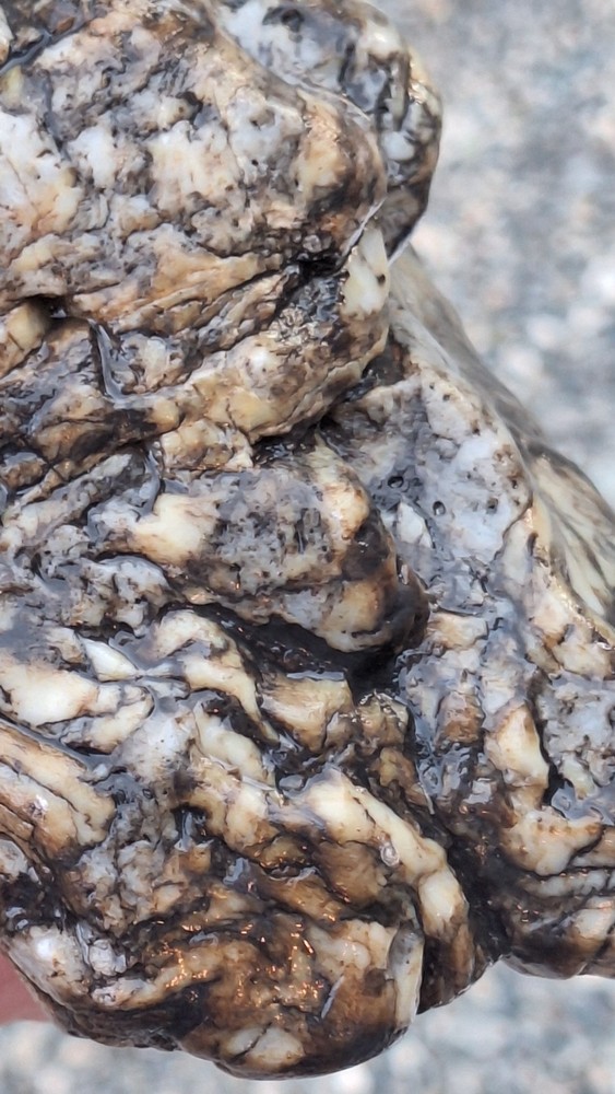 petrified wood log