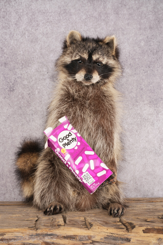 Candy Raccoon SKU 3050