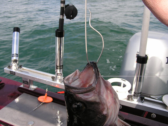 Shelton Fish Descender™