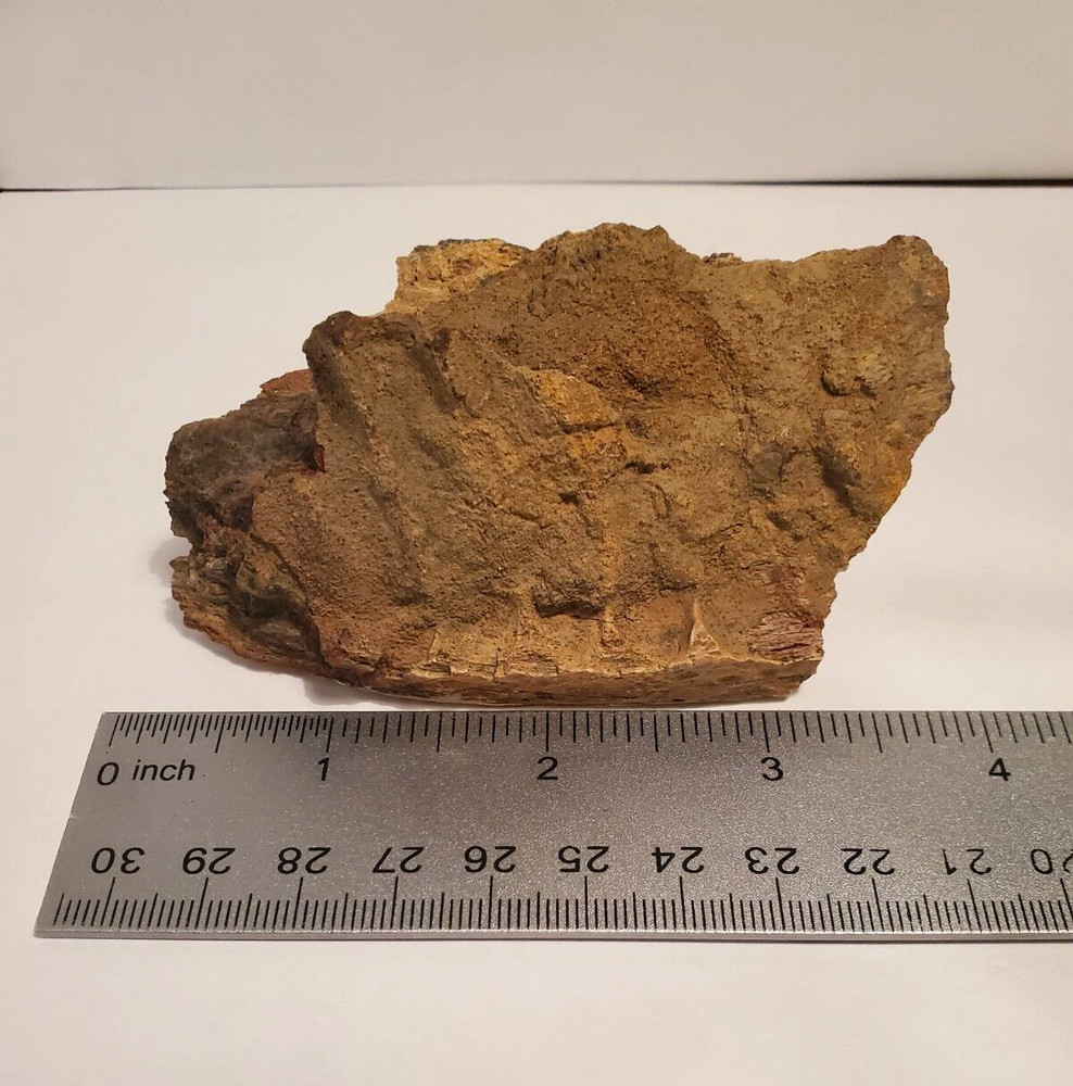 Fossil Hadrosaur Lower Jaw Dinosaur