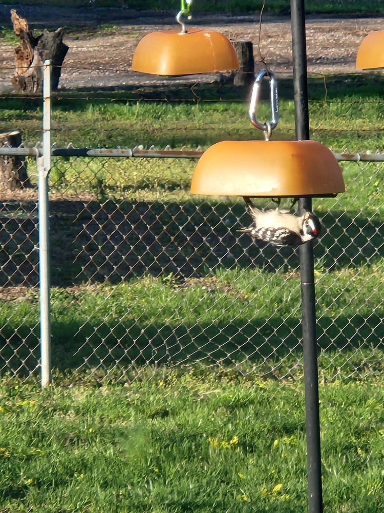 Hanging Upside Down Suet Bird Feeder New