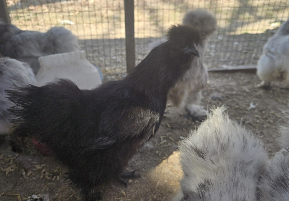 Silkie fertile hatching eggs. Multiple colors. 10 eggs!
