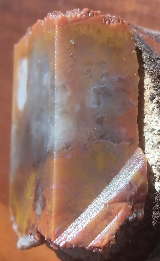 Volcanic Petrified Wood Limb Casting End Cut From Cube Utah See Cube