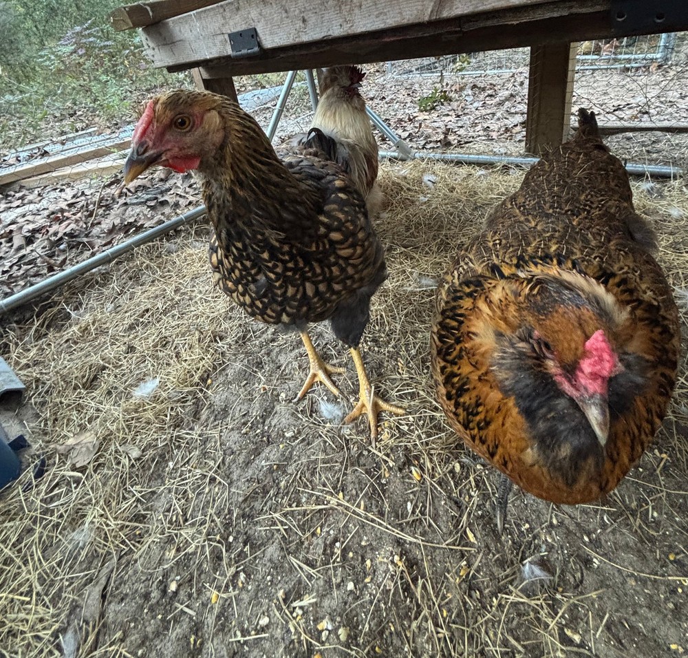 Splash Silkie Ameraucana Easter Egger Hatching Eggs | Blue & Green | Fertile