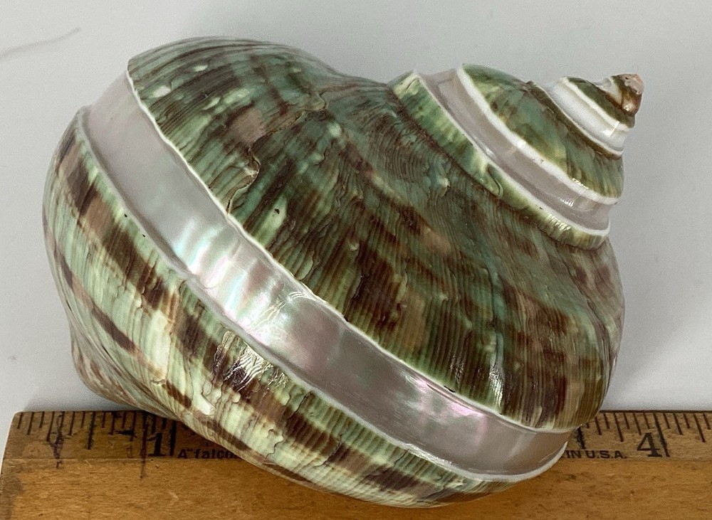 Green Turban Shell From Madagascar