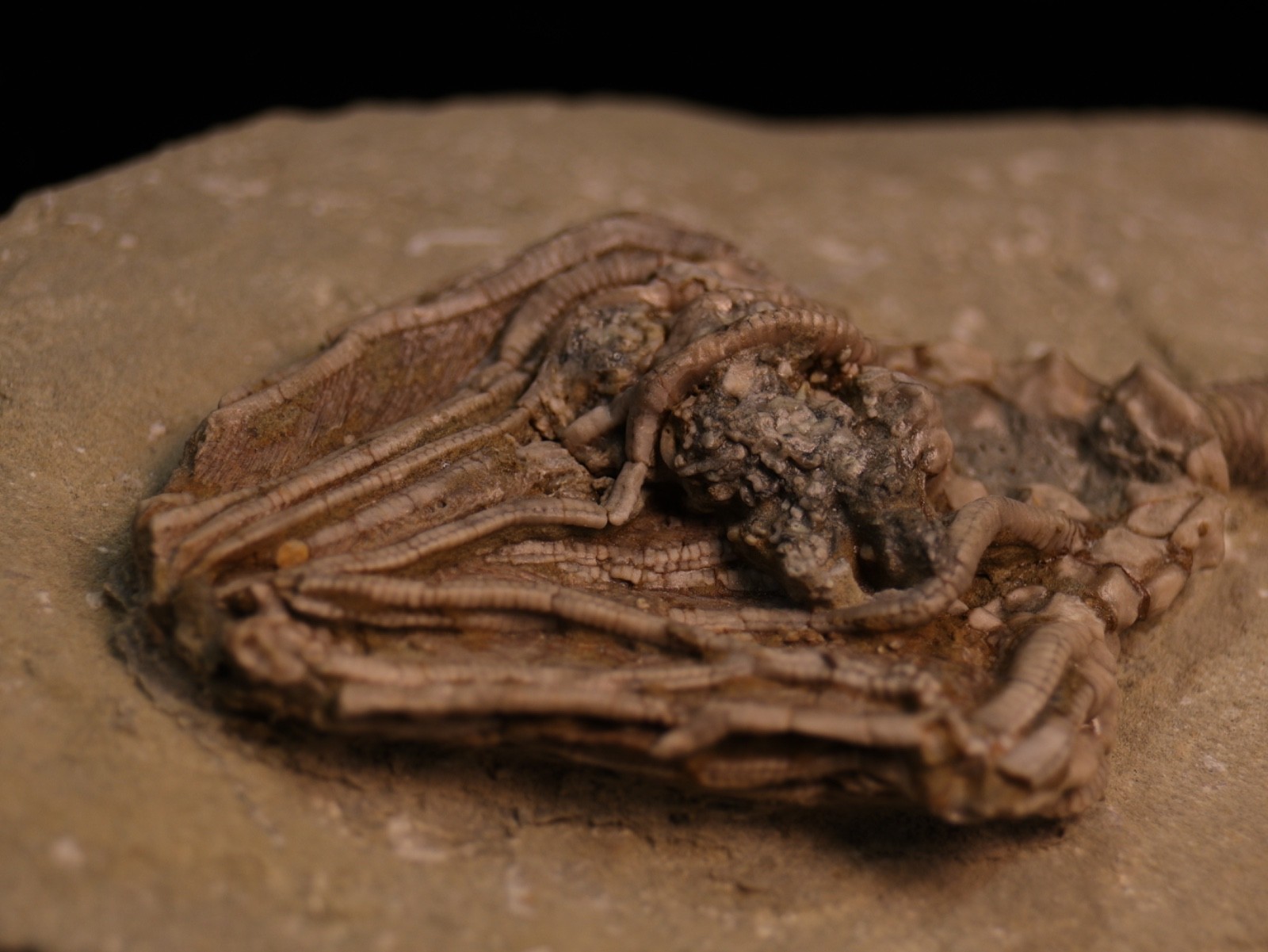 Well-Coiffured Crinoid Fossil, Crawfordsville, IN