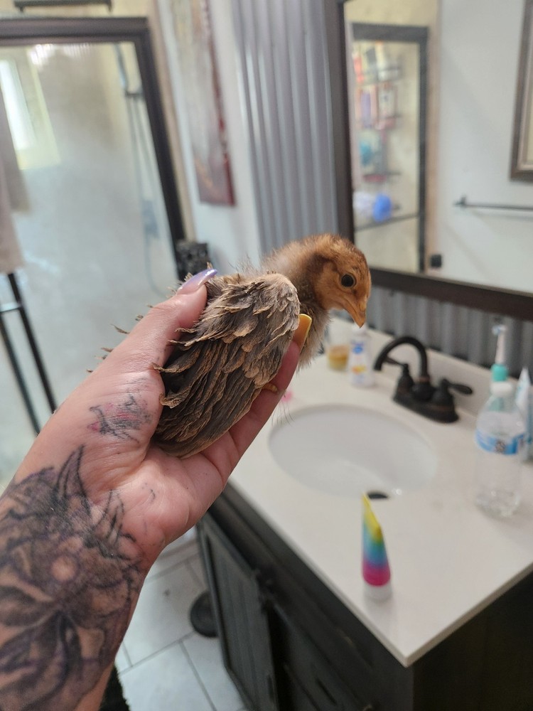 Bantam mystery egg Hatch 18 eggs