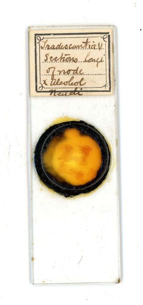Antique glass Microscope slide Tradescantia V sections sample #21