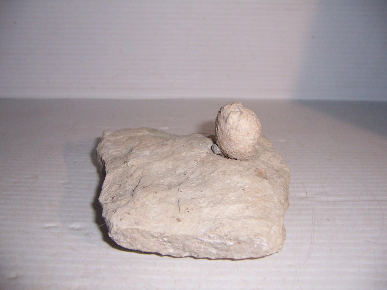 Fossil Holocystites Scutellatus Cystoid Silurian Niagaran Formation Osgood Shale