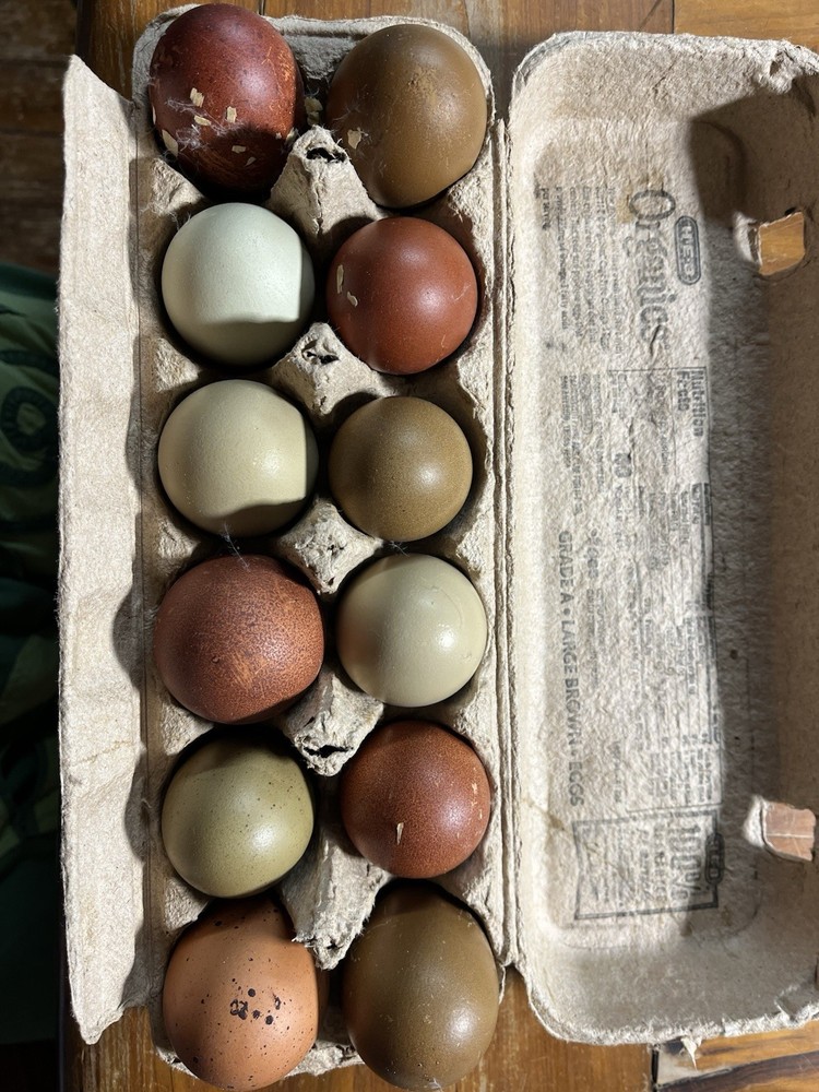 12 Olive And Dark Chocolate Egger Hatching Eggs