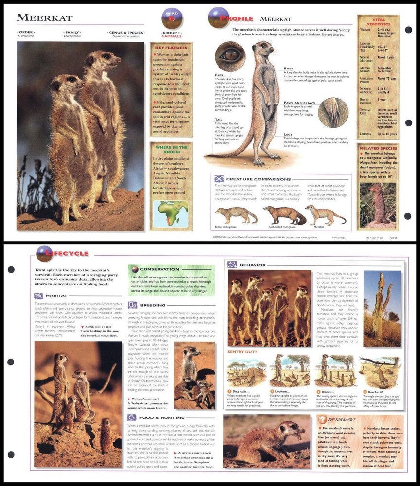 Fold-Out Sheet - Meerkat - 6