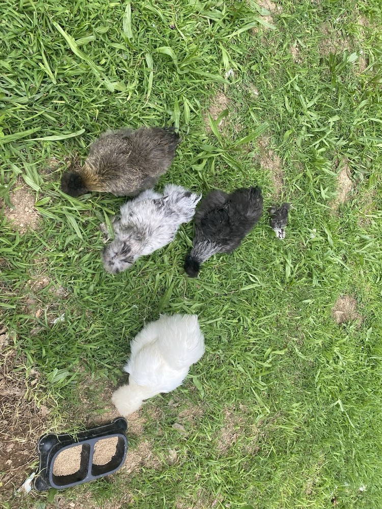12 Bearded Silkie Hatching Eggs