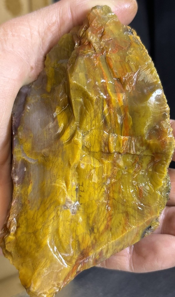 Colorful petrified wood