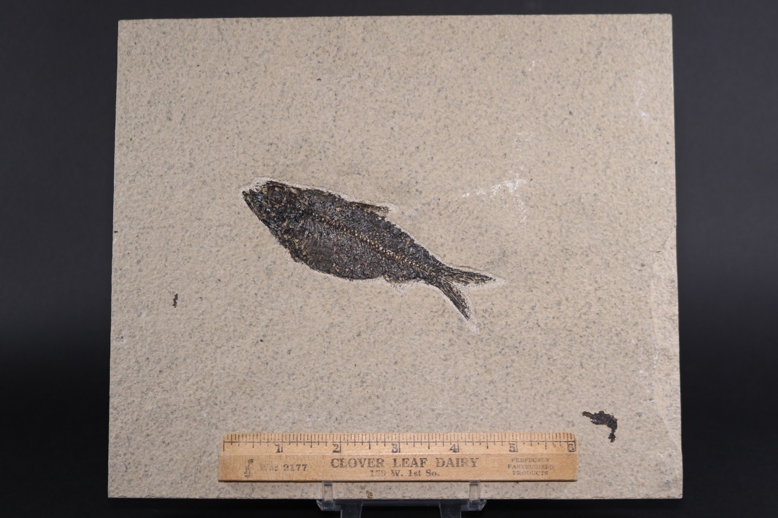 4.4" Knightia alta Fossil Fish Fossil Lake Green River Fm Wyoming WY COA 11806