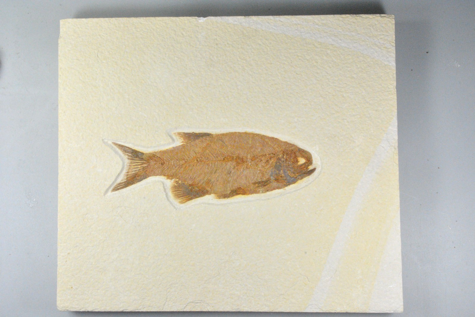 Eohiodon falcatus, Mooneye, Fossil Fish, Green River Formation, Wyoming