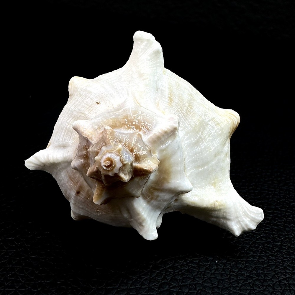 Vasum Cassiforme Conch Seashell Shell 74mm 2 7/8” Beautiful