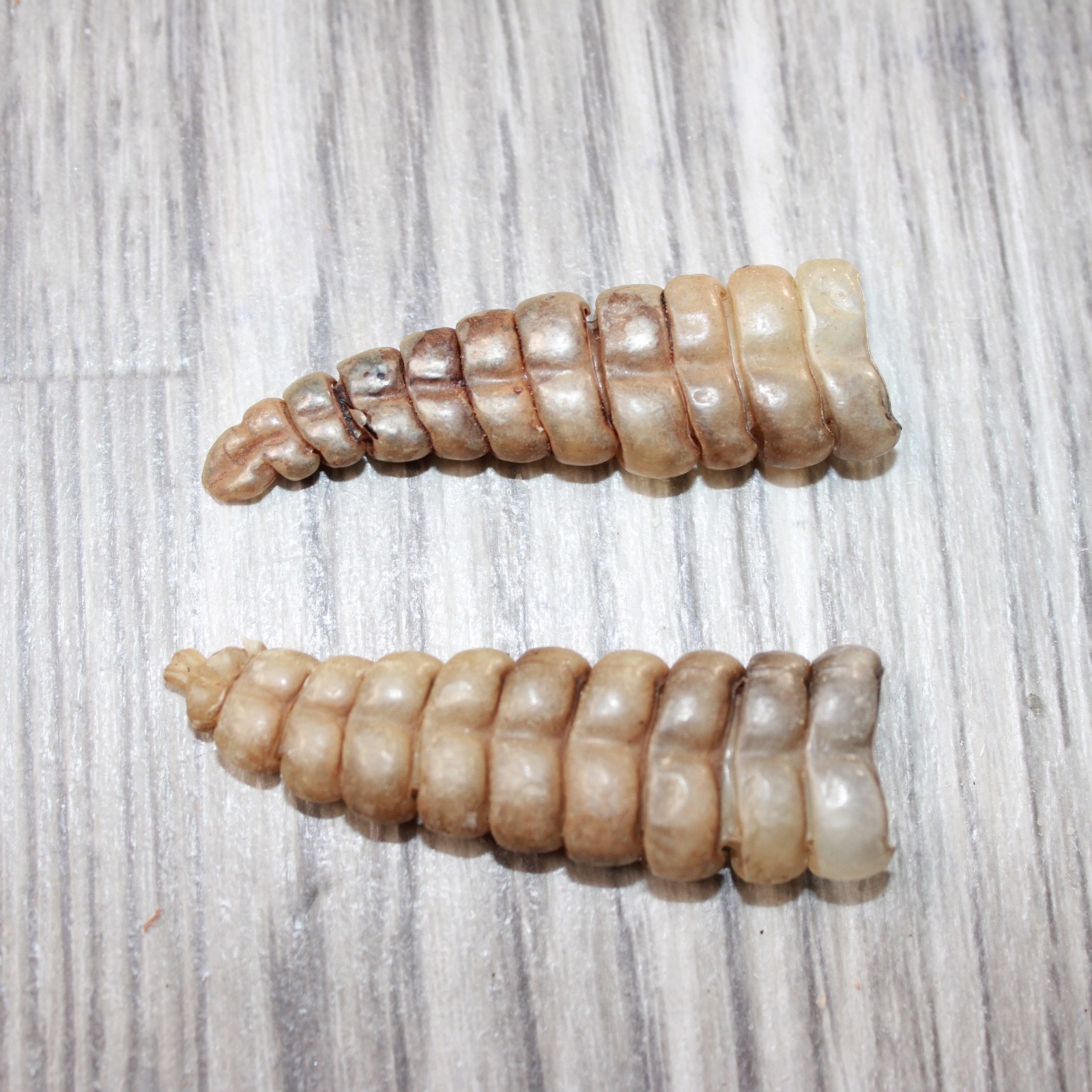 2 Very Large Rattlesnake Rattles  #5863    Taxidermy Diamondback Sidewinder