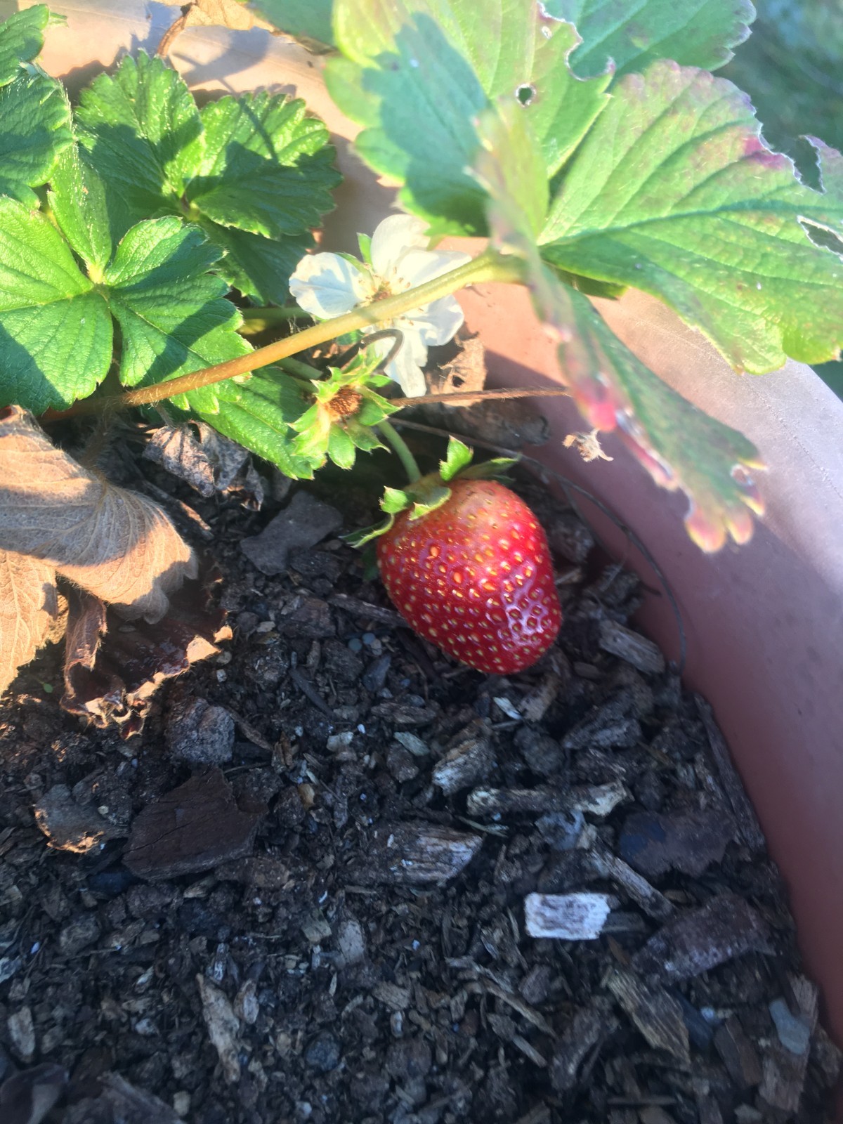 Seascape Strawberry Plants: 25 dormant bareroot Strawberry plants